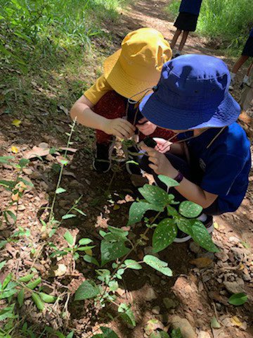 OakleighSS's tweet photo. The Year 3 Pullenvale Outdoor Education excursion is in full swing. Lovely for our students to be offsite in the beautiful surrounds of POEC, exploring opportunities to be environmental advisors. https://t.co/A4rJjHzc3U