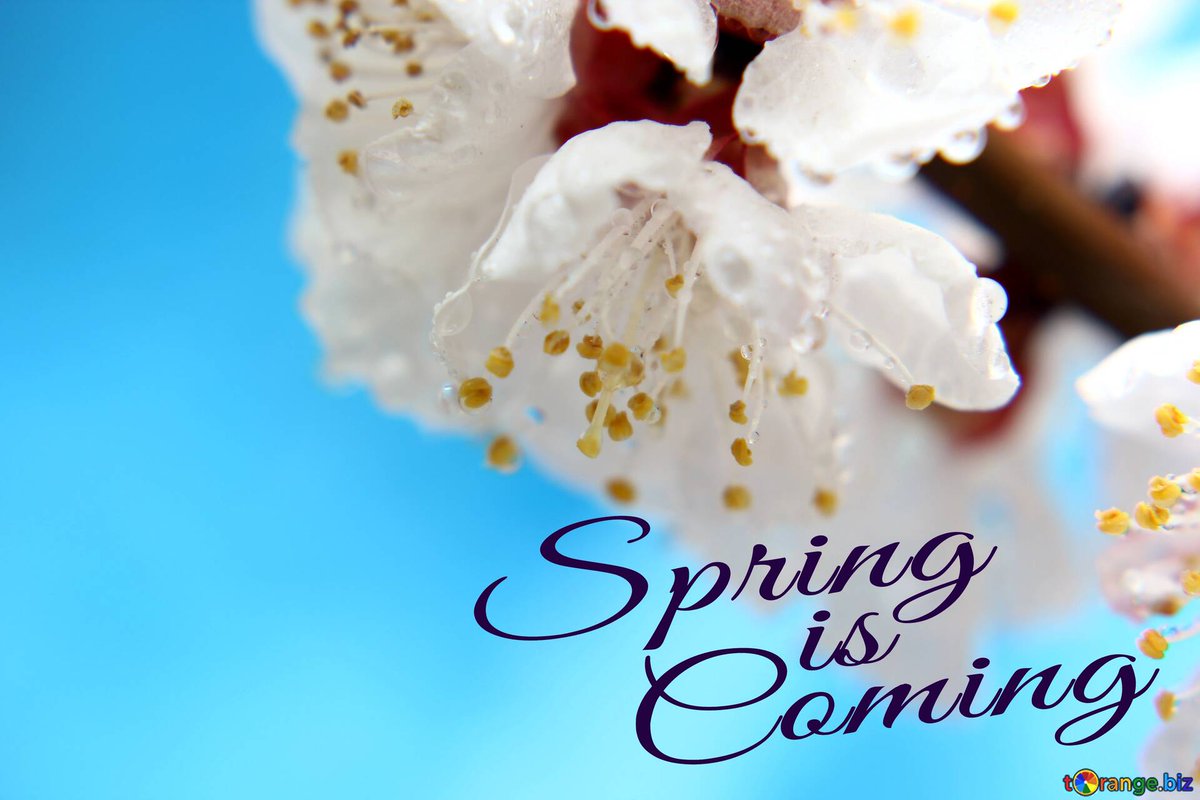okfqq's tweet photo. It's blooming season again, spring is coming. https://t.co/qnZQRoiyk3