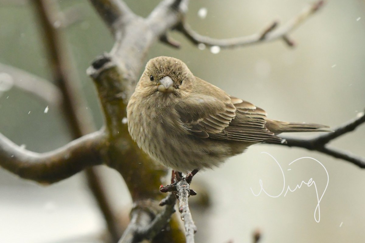 OurActivate's tweet photo. ❄️🌨️Snowing again in #NYC after mostly sunny during the day. A few #backyardbirds pictures to share when snow starting to fall. I LOVE mourning dove's expression. 🤨😆
#naturelovers #Snowdrop #wildlifephotography #throughthewindows #birds @BirdQueens #BirdTwitter #CuteAnimals https://t.co/DGGgoWppt2