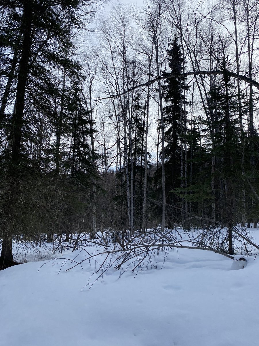 pabwhoa's tweet photo. Alaska hike https://t.co/liz0UsMrJB