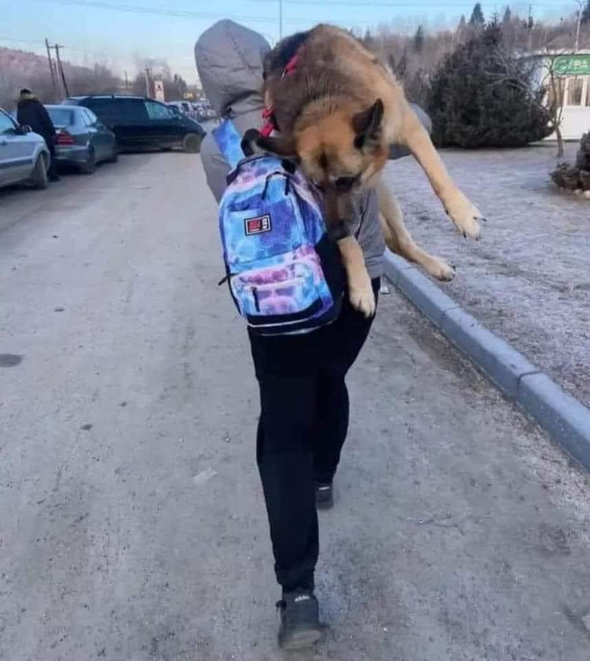 MagiaCanina's tweet photo. 17 km caminando con el perro anciano sobre mis hombros hasta la frontera polaca.
Recuerden esta imagen cuando alguien diga que el perro es demasiado viejo y quiere "deshacerse de él".
Esto es para dueños de las excusas más duras posibles.
¡Familia leal, es familia! https://t.co/Vkl6g39BGL