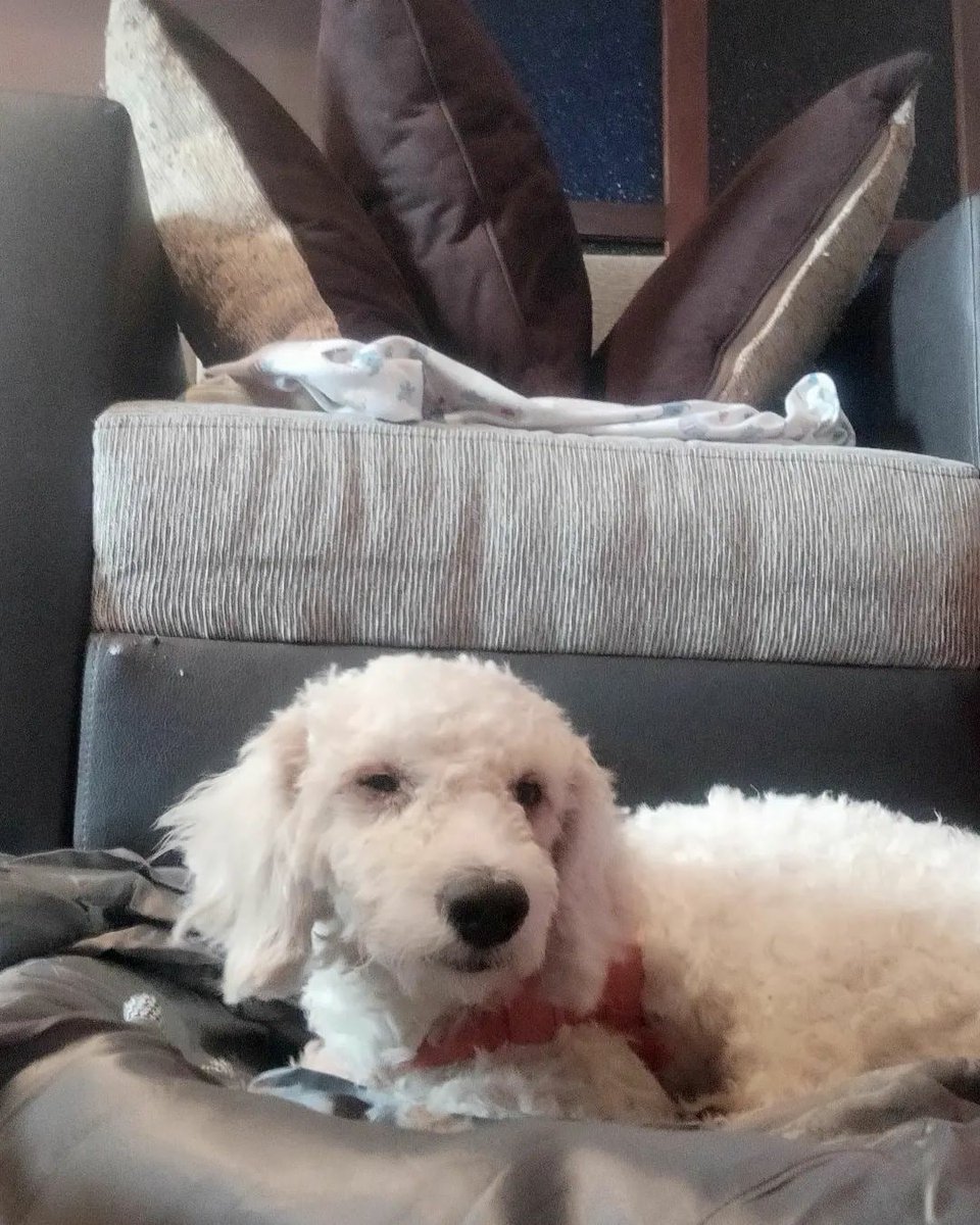 BajoLaLupaInfo's tweet photo. #ServicioPublico 
Esta perrita está perdida.
La encontraron en La Caranta #Maneiro. Se buscan a sus dueños.
Piensan que debe vivir por esa zona. Está resguardada en @PIMargarita_
Si no la van a buscar sus dueños, la organización la dará en adopción. 
¡Ayúdanos a ayudarla!
#13Mar https://t.co/yNY6mDzvgV