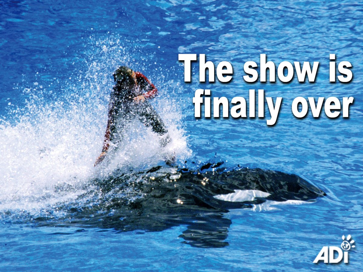 KILLER WHALE LOLITA TO STOP PERFORMING! 
After more than five decades, this long-suffering 56-year-old orca who was captured in the Pacific Ocean in 1970 & brought to Miami Seaquarium – long criticized for small tanks and neglect. 
#SaveLolita #EmptyTheTanks