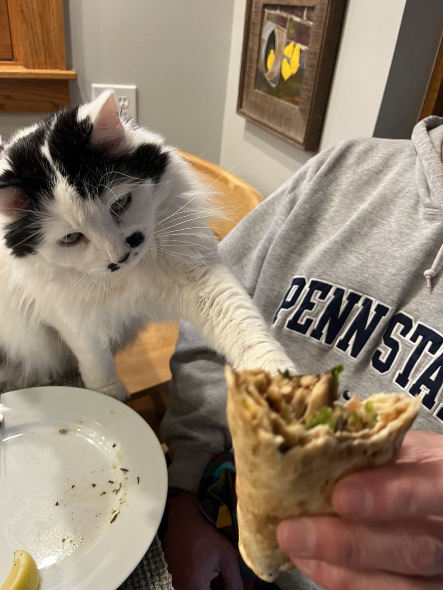 TazTheDevilCat's tweet photo. I got on the table to investigate Dad’s dinner. Chicken shawarma pita. Intriguing….  #CatsOfTwitter #CatsOnTwitter https://t.co/bZB70AP6Ke