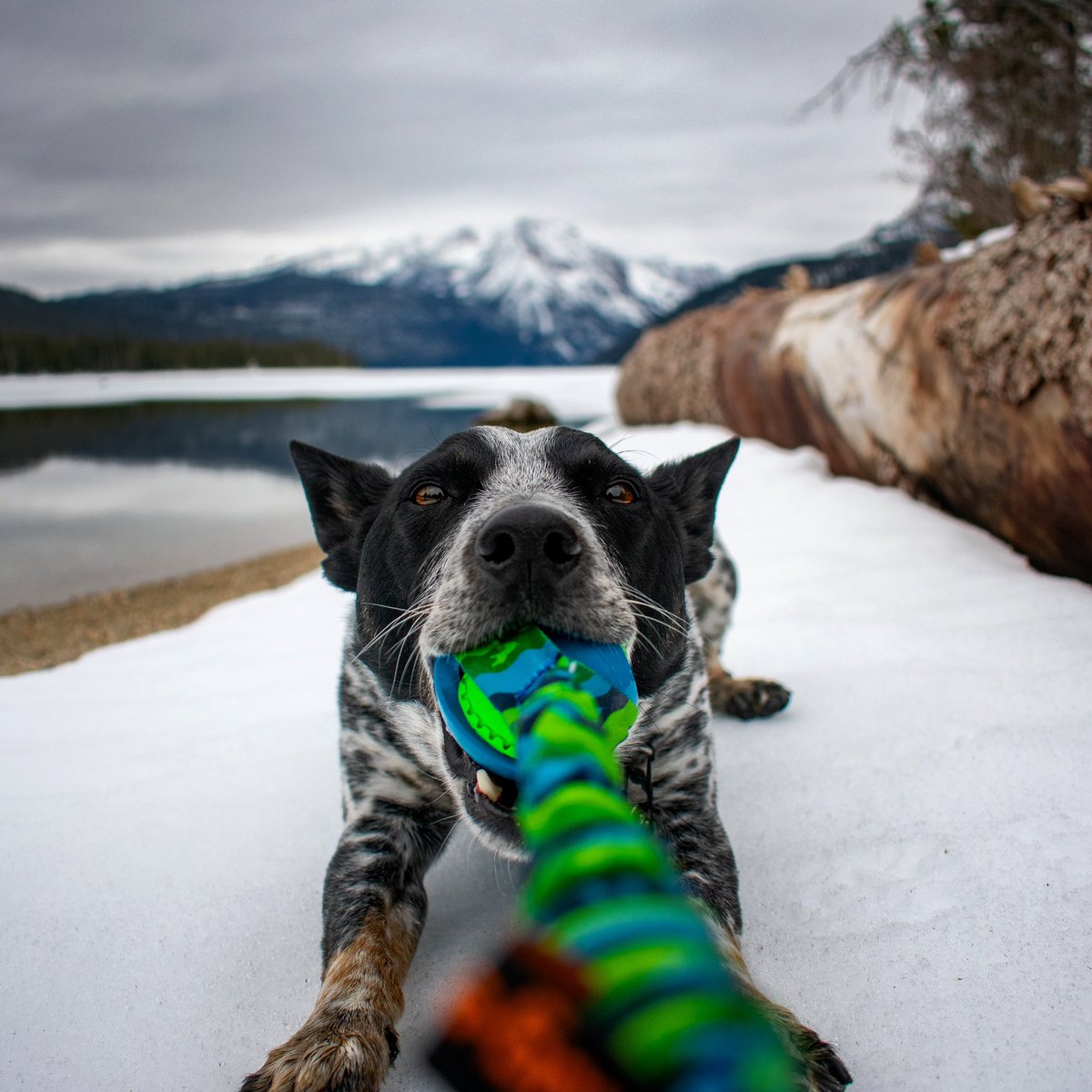 SuperStriderPup tweet picture