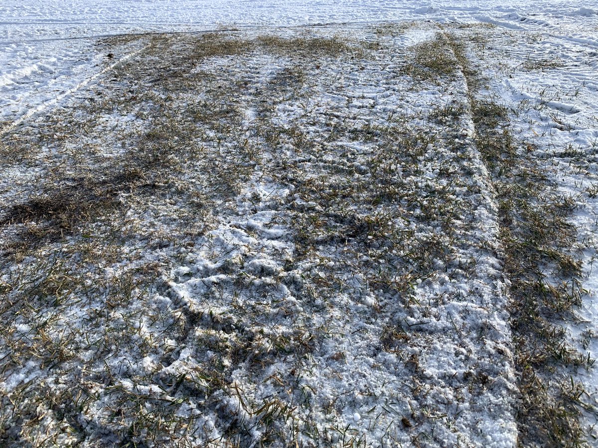 RintoulTyler's tweet photo. If you show it, spring will come! https://t.co/zaTarEz6VU