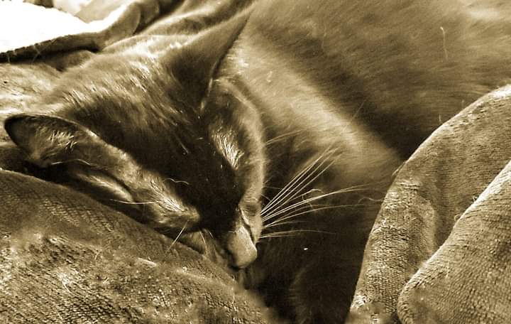 My first born 🙃 Stimpy. If you haven't already, you should adopt a fur baby, too. Adopt, not shop!! Your best friend is waiting in the shelter for you. ❤😊 #catsofinstagram #catsoftwitter #AdoptDontShop