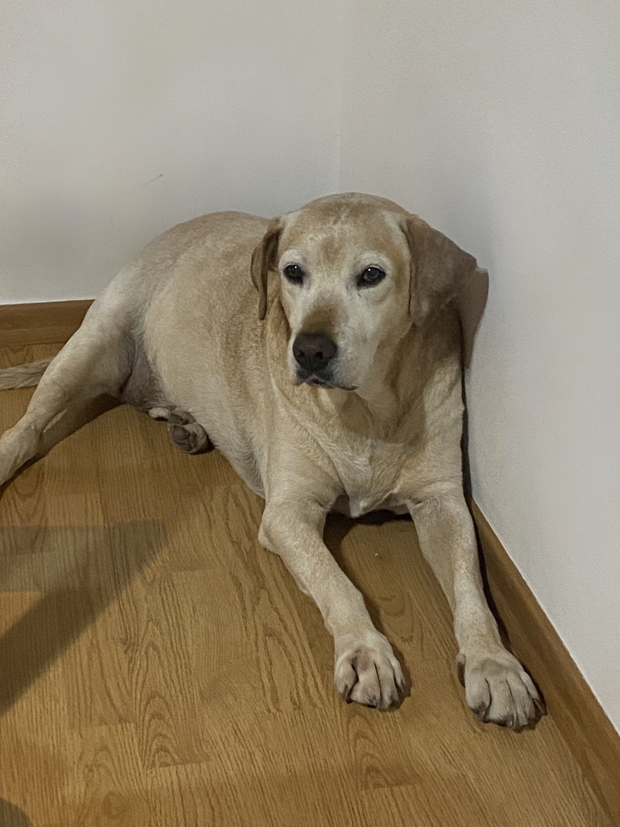 Mi perro durmió tanto que se despertó con ojeras estoy twitteando desde la tumba