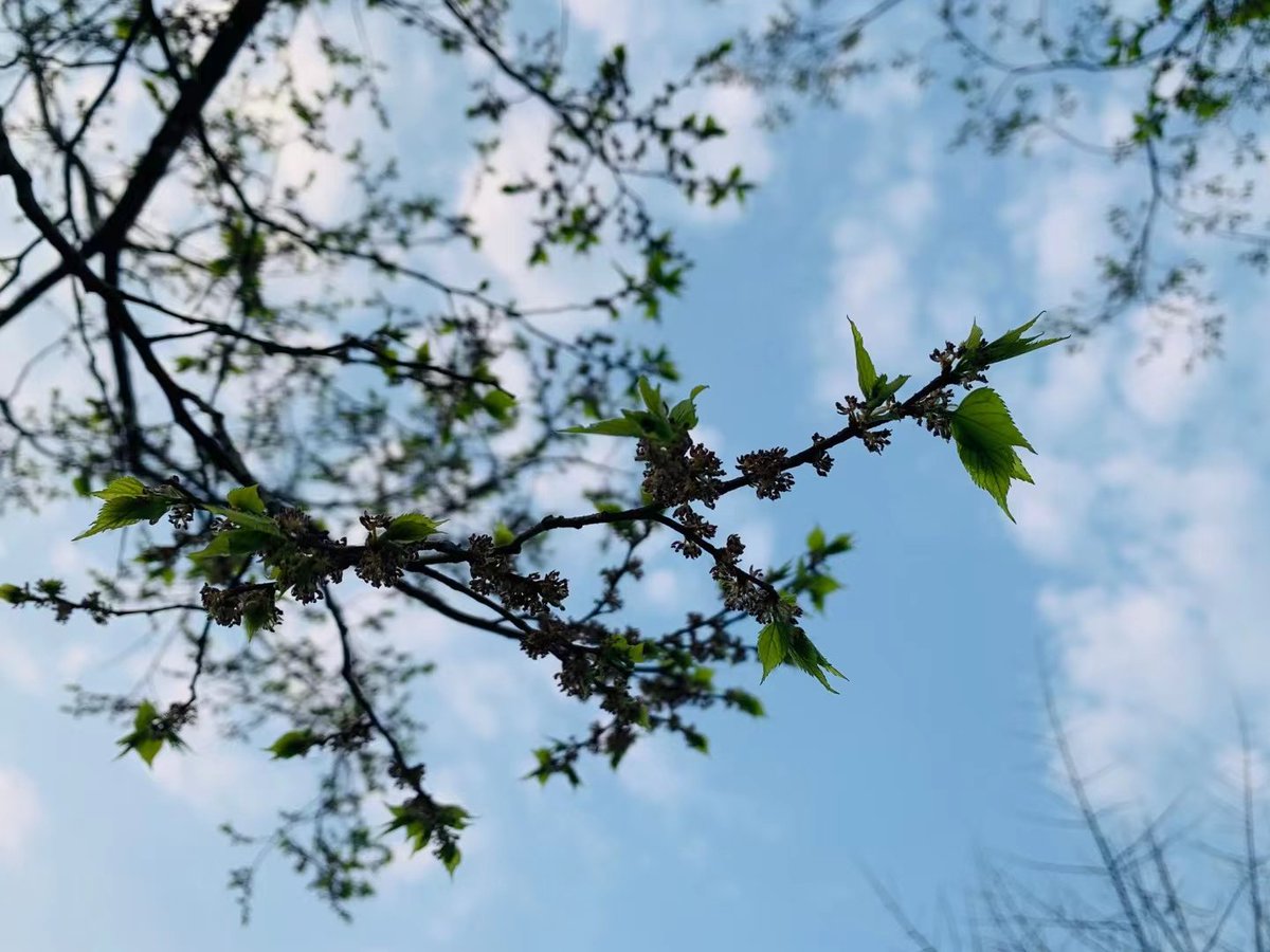 shellbaby1010's tweet photo. 复苏的季节🌿 https://t.co/x7JC6QQHuB