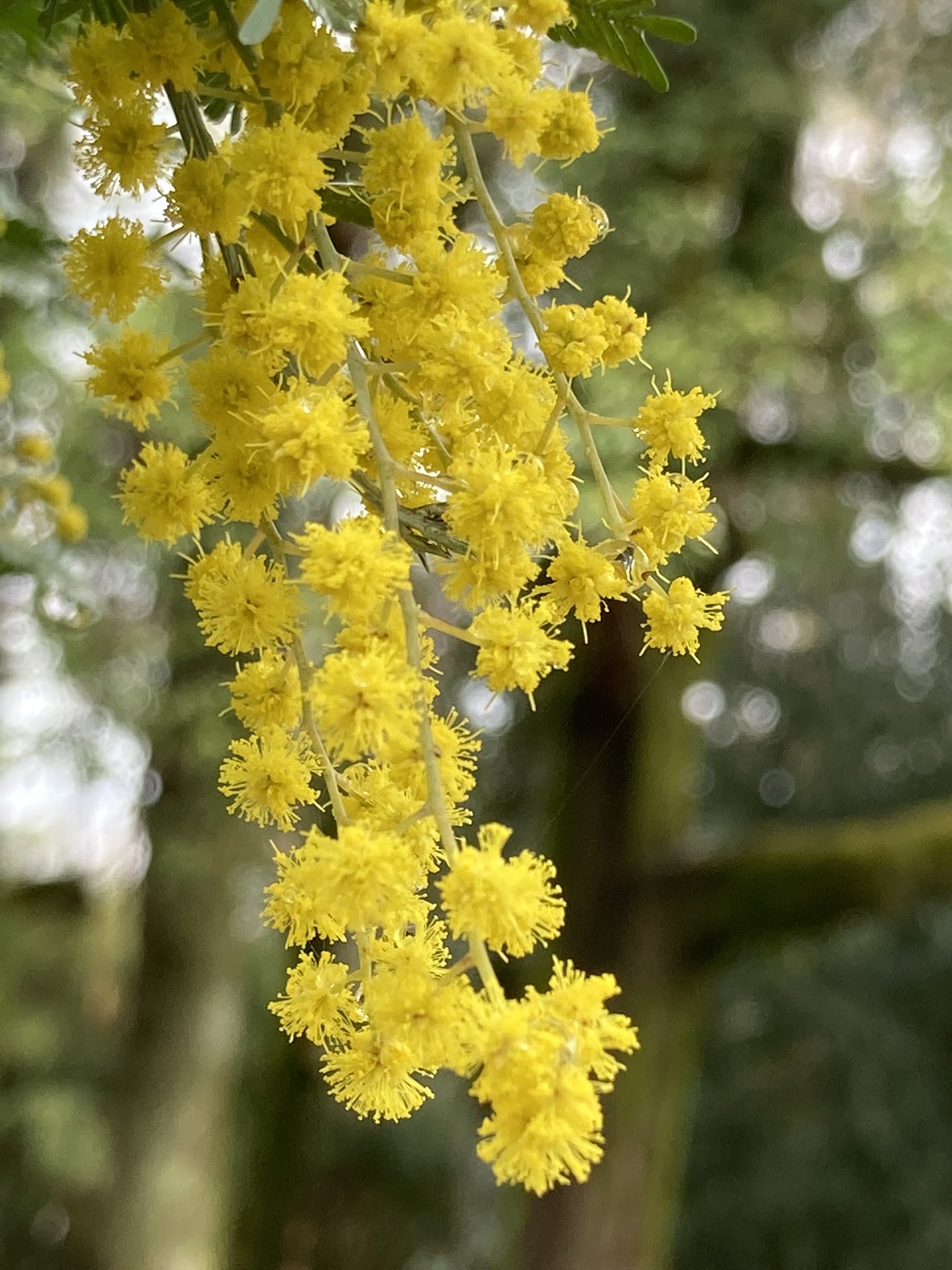 公式 京都府立植物園 雨上がりの暖かい朝です 未来くん広場 では ギンヨウアカシア が咲き始めています 黄色い房状の花を咲かせるアカシア属の総称で ミモザ とも呼ばれています ミモザは本来オジギソウ属を指しますが 葉がオジギソウに似ているため