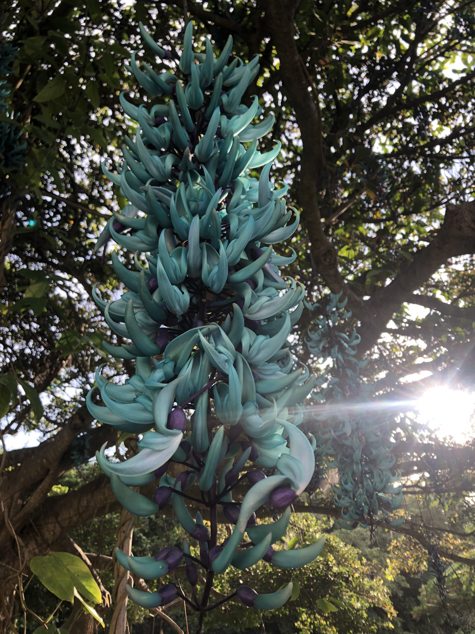 ほーにー Icekat07 Twitter