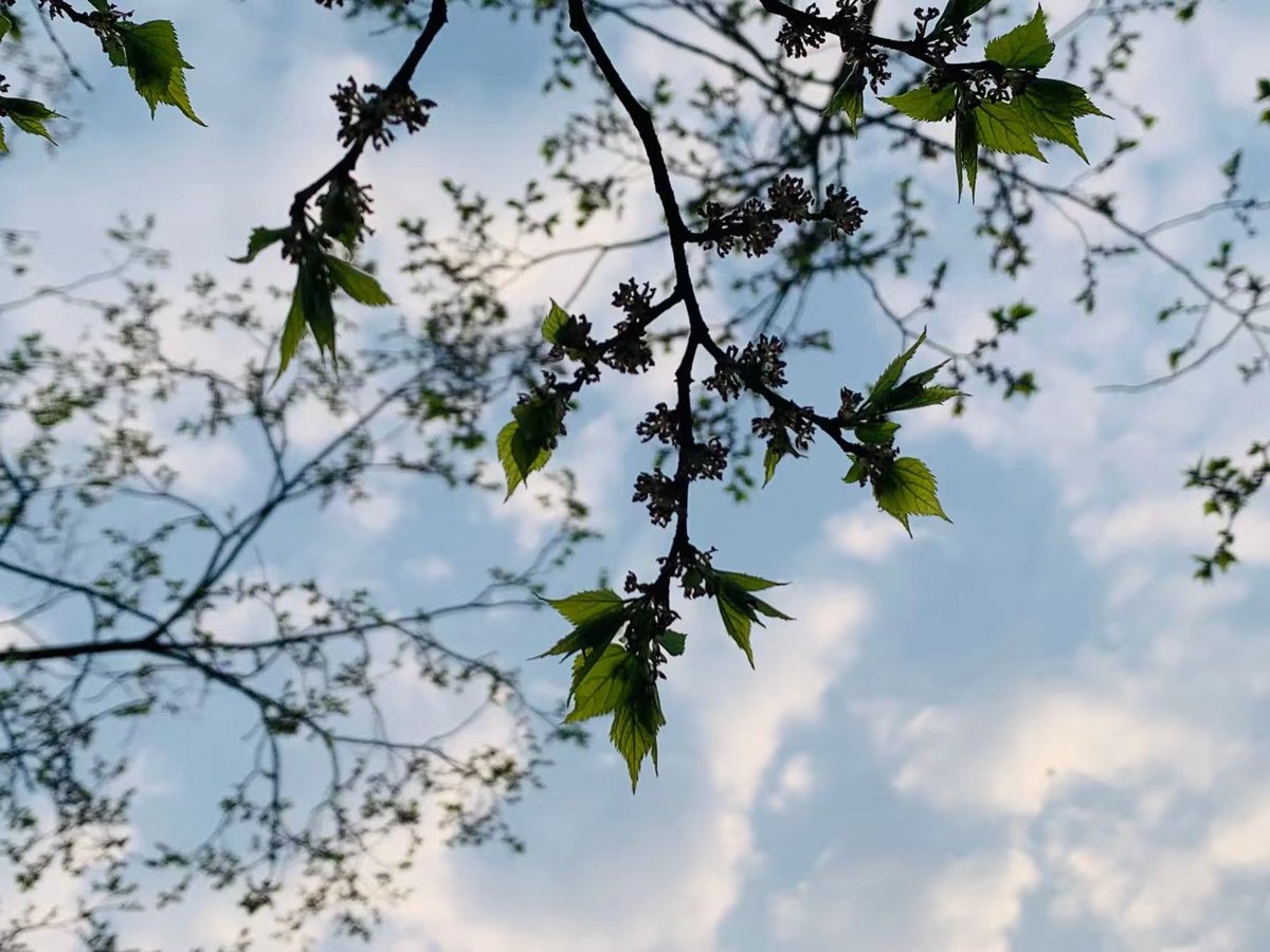 shellbaby1010's tweet photo. 复苏的季节🌿 https://t.co/x7JC6QQHuB