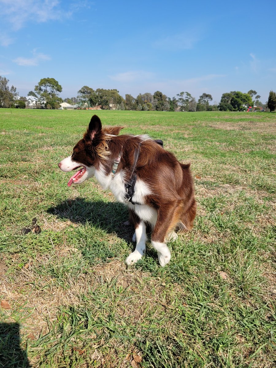 The best running buddy you could ask for 🙌🐶