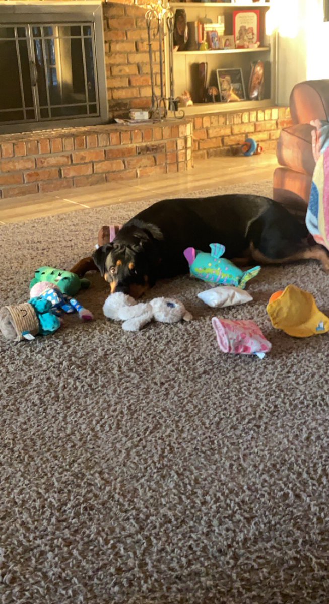 Poor baby doesn’t have any toys…<a href="/barkbox/">BarkBox</a> #dogsoftwitter