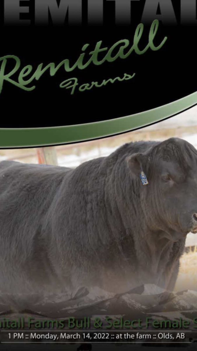 Remitall Farms Bull Sale tomorrow. Hand carved AAA Certified Angus Beef by Kodiak Bbq @ 11:30 am.  Get your beef at Latimer’s !!! #remitallfarms #kodiakbbq