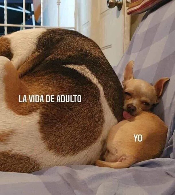 cxrrly's tweet photo. Mood https://t.co/aPCXkhc8y2