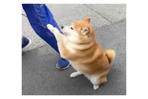 イッヌドットライフ（シュウとコテツ） (@innu_dot_LIFE) / X