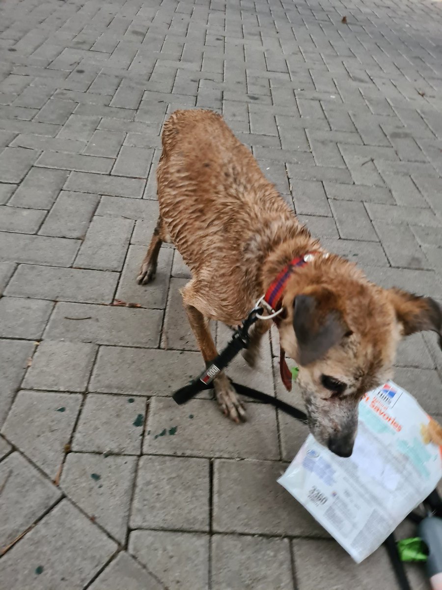 Enzo_Trunfio's tweet photo. hola, encontré este perrito metido en el río que pasa por San Antonio de Escazú. Estaba débil pero en buen estado de salud. Si alguien sabe algo de los dueños me avisa porfa! https://t.co/3Dl008zLOO