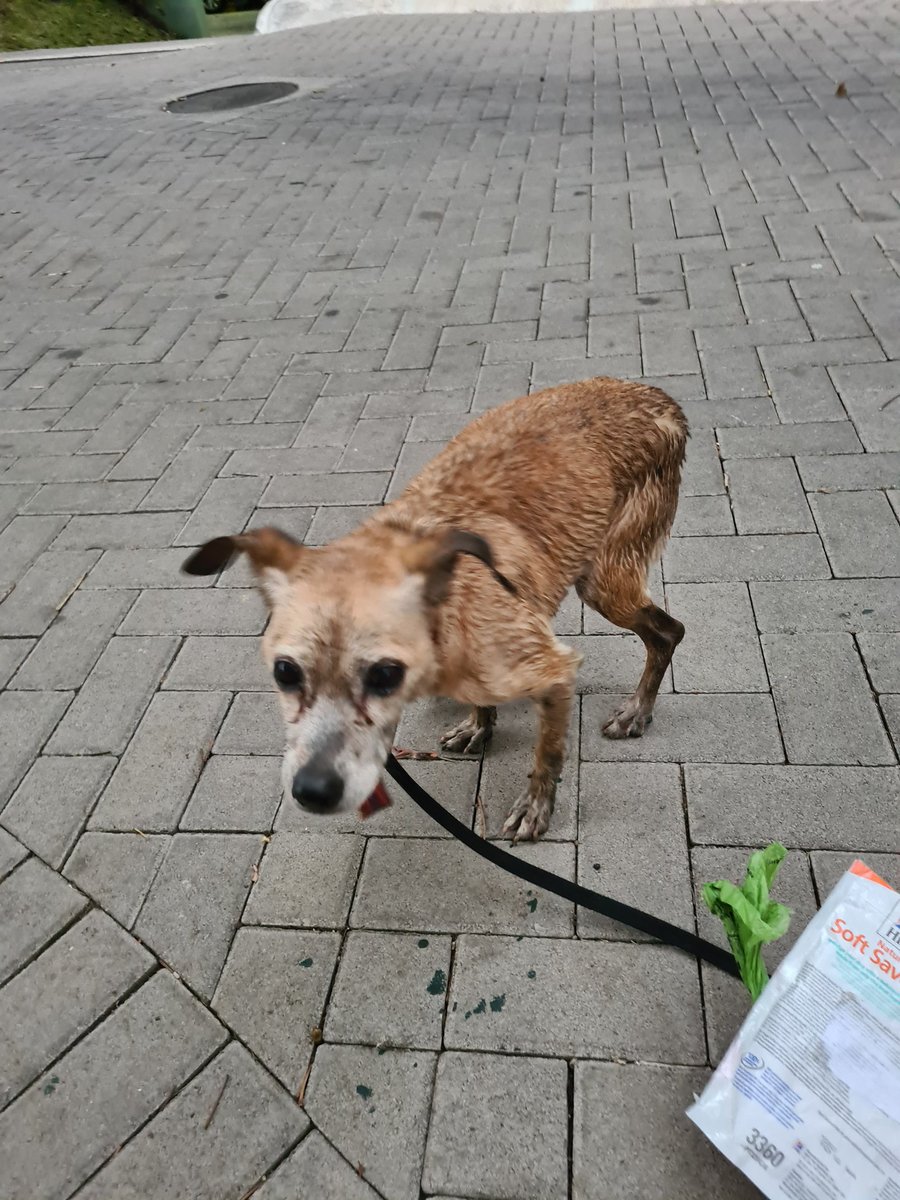 Enzo_Trunfio's tweet photo. hola, encontré este perrito metido en el río que pasa por San Antonio de Escazú. Estaba débil pero en buen estado de salud. Si alguien sabe algo de los dueños me avisa porfa! https://t.co/3Dl008zLOO