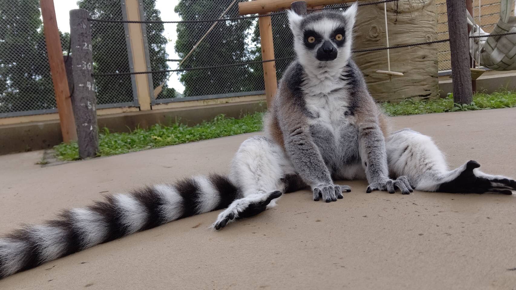 Twitter 上的 東武動物公園 公式 リュウくん 本日のお誕生日さん 3 14 ワオキツネザル バナナくん 15歳のお誕生日 東武動物公園 ワオキツネザル バナナ 本日のお誕生日 おめでとうぶ T Co Ke0knct7d2 Twitter