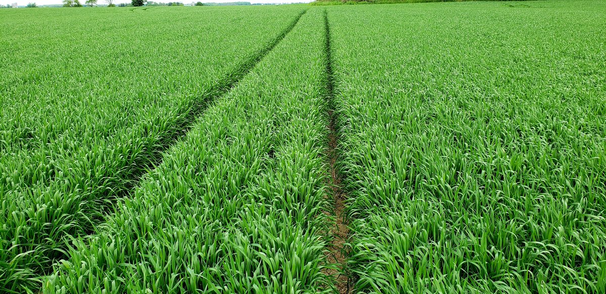 Dave Hooker tweet media