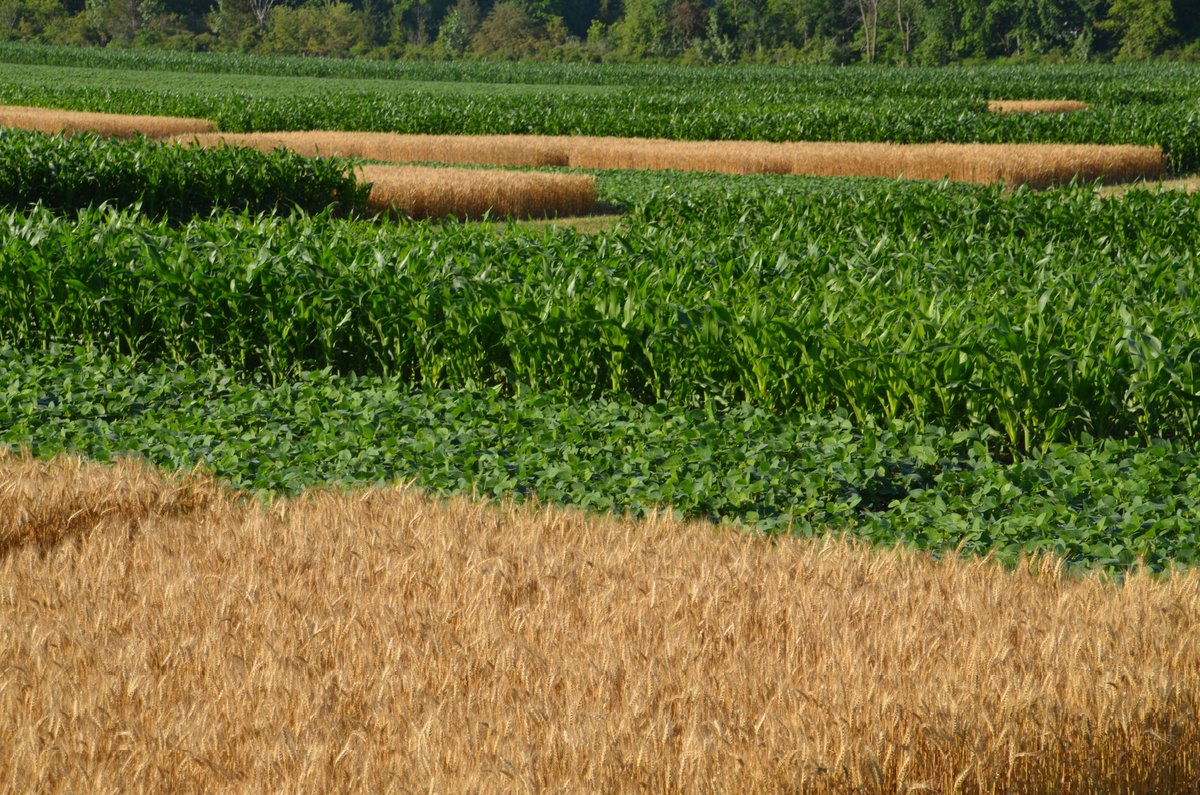 Dave Hooker tweet media