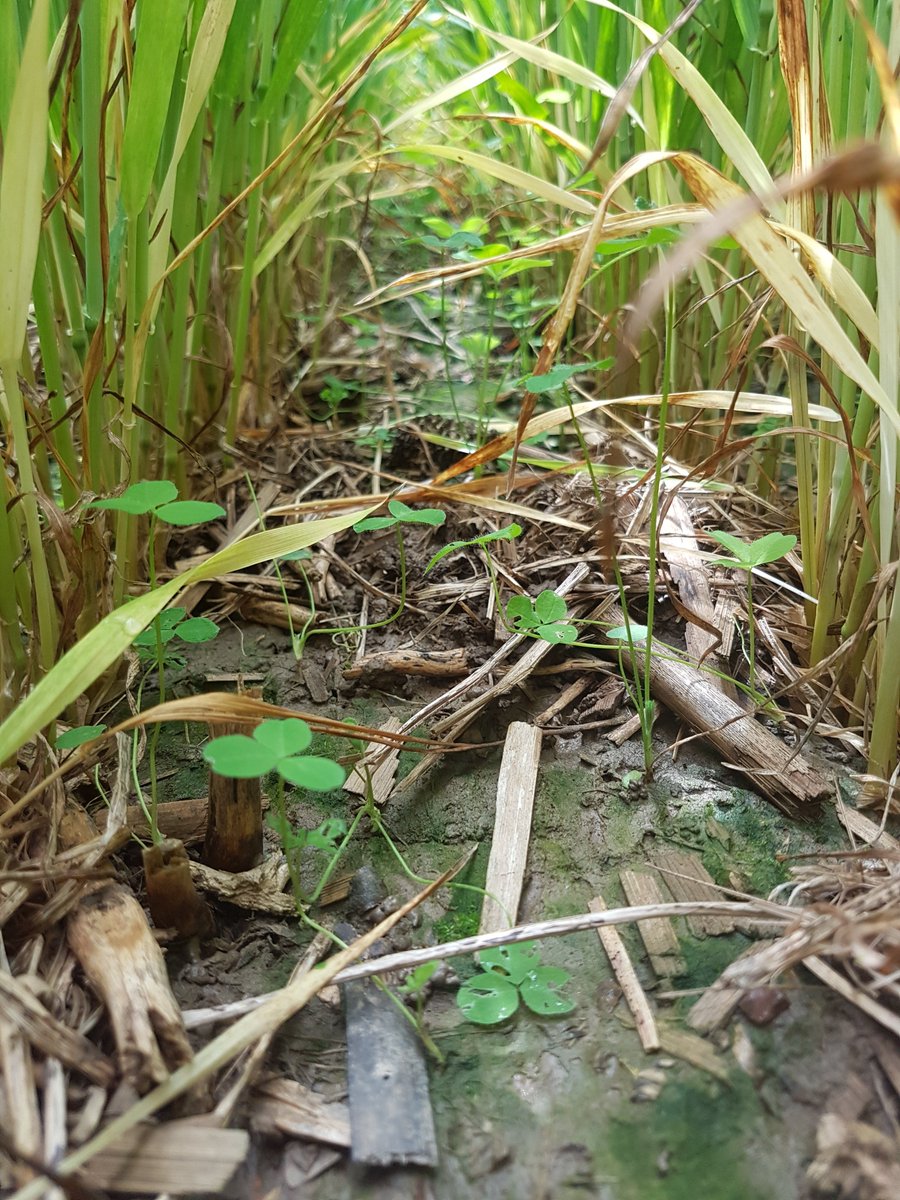 Dave Hooker tweet media