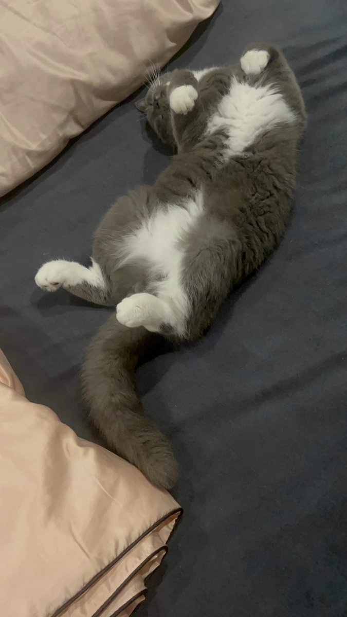 Wake up wake up ,fat cat TOM. work work today