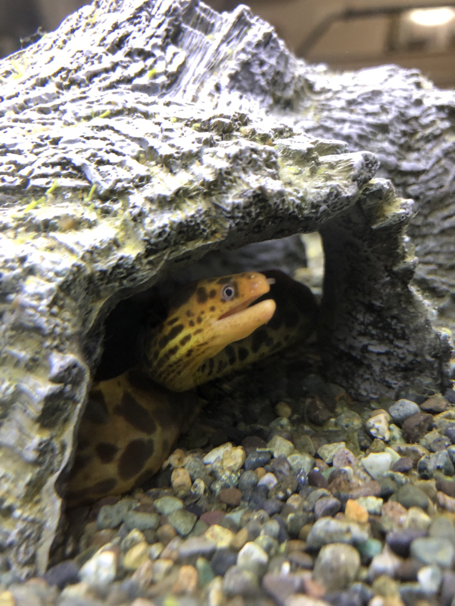 Kiki 我が家に新しい家族が増えました 淡水ウツボのアンドリューです 淡水ウツボ 油断していたら水槽から脱走しました くんかちゃんかはわかりません T Co Fka73uaqan Twitter