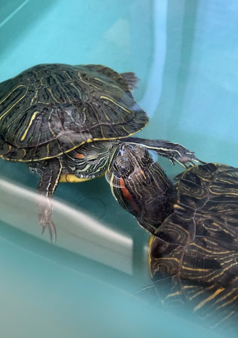 ムとウー Amyturtles Muuh Twitter