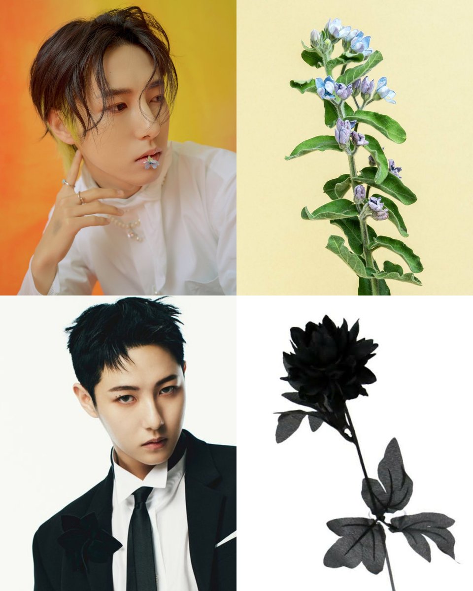 mfaljen's tweet photo. renjun's flower in hello future teaser is tweedia which symbolizes 'peace' and 'harmony' while his flower in glitch mode seems to be black dahlia which translates to 'sadness' and 'betrayal' 😳 https://t.co/AKvewtyFsW
