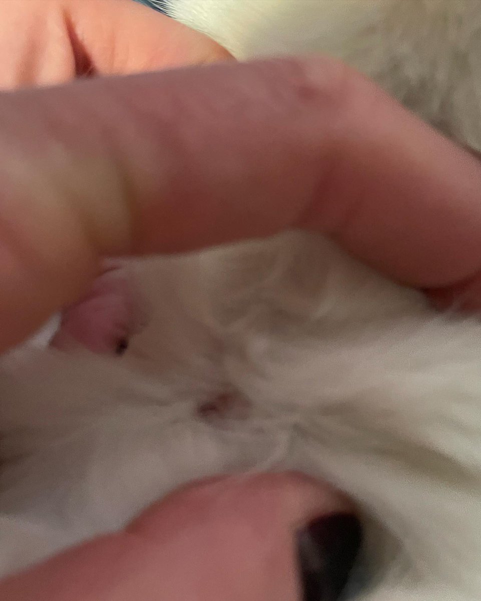amifox73's tweet photo. Got #calmingcollars from @sentrypetcare for my 3 cats. 2 now have sores even tho they were put on right. They are losing clumps of fur also. Have reached out via their website. Hopefully they will respond. Unacceptable result for my poor kitties. 🐈 
#pets #photography https://t.co/Xe0Kb4iWII