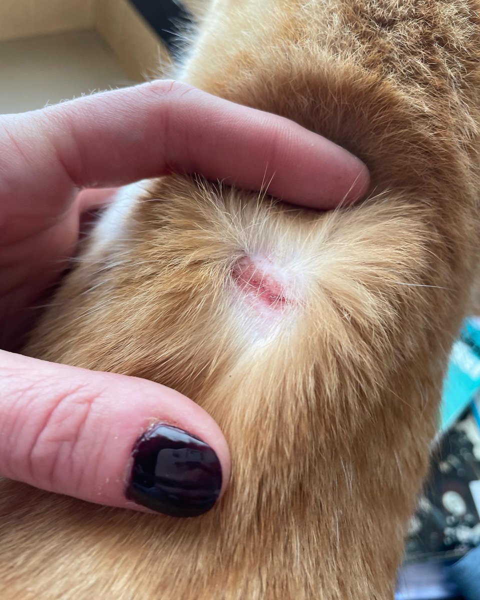 amifox73's tweet photo. Got #calmingcollars from @sentrypetcare for my 3 cats. 2 now have sores even tho they were put on right. They are losing clumps of fur also. Have reached out via their website. Hopefully they will respond. Unacceptable result for my poor kitties. 🐈 
#pets #photography https://t.co/Xe0Kb4iWII