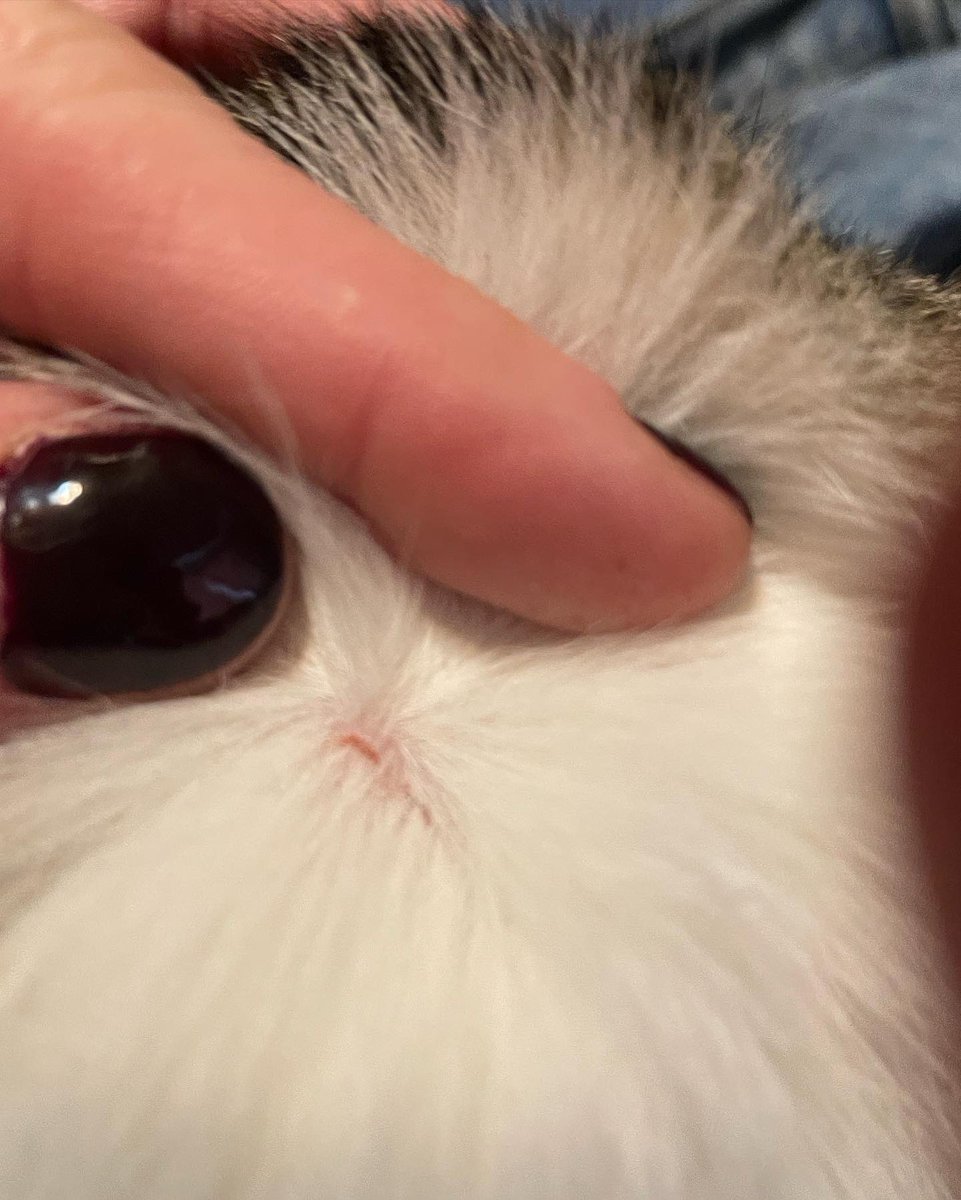 amifox73's tweet photo. Got #calmingcollars from @sentrypetcare for my 3 cats. 2 now have sores even tho they were put on right. They are losing clumps of fur also. Have reached out via their website. Hopefully they will respond. Unacceptable result for my poor kitties. 🐈 
#pets #photography https://t.co/Xe0Kb4iWII