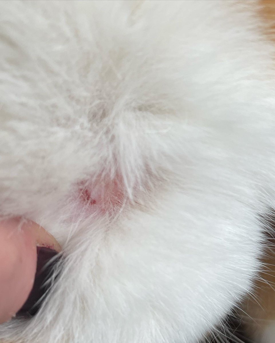 amifox73's tweet photo. Got #calmingcollars from @sentrypetcare for my 3 cats. 2 now have sores even tho they were put on right. They are losing clumps of fur also. Have reached out via their website. Hopefully they will respond. Unacceptable result for my poor kitties. 🐈 
#pets #photography https://t.co/Xe0Kb4iWII