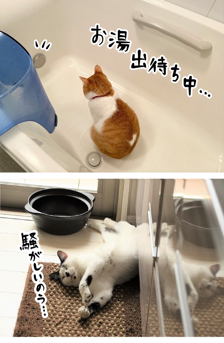 浴槽大好き猫のかなしみ

#漫画が読めるハッシュタグ #保護猫 