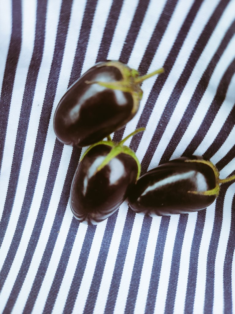ConsuOrellanaP's tweet photo. En nuestra Cuenca de Los Andes, al fin pudimos cultivar el #Shulala, ojalá nunca desaparezcan estas plantas ancestrales 🙌.
Recuerdo de niñez... en vacaciones, buscando "shulalages" detrás de una Iglesia en una Comunidad Rural muy querida del Azuay ❤
#Sayausí https://t.co/nE46xtxwBM