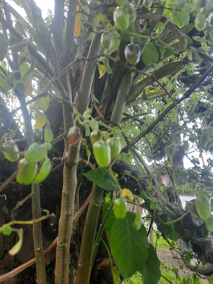 ConsuOrellanaP's tweet photo. En nuestra Cuenca de Los Andes, al fin pudimos cultivar el #Shulala, ojalá nunca desaparezcan estas plantas ancestrales 🙌.
Recuerdo de niñez... en vacaciones, buscando "shulalages" detrás de una Iglesia en una Comunidad Rural muy querida del Azuay ❤
#Sayausí https://t.co/nE46xtxwBM