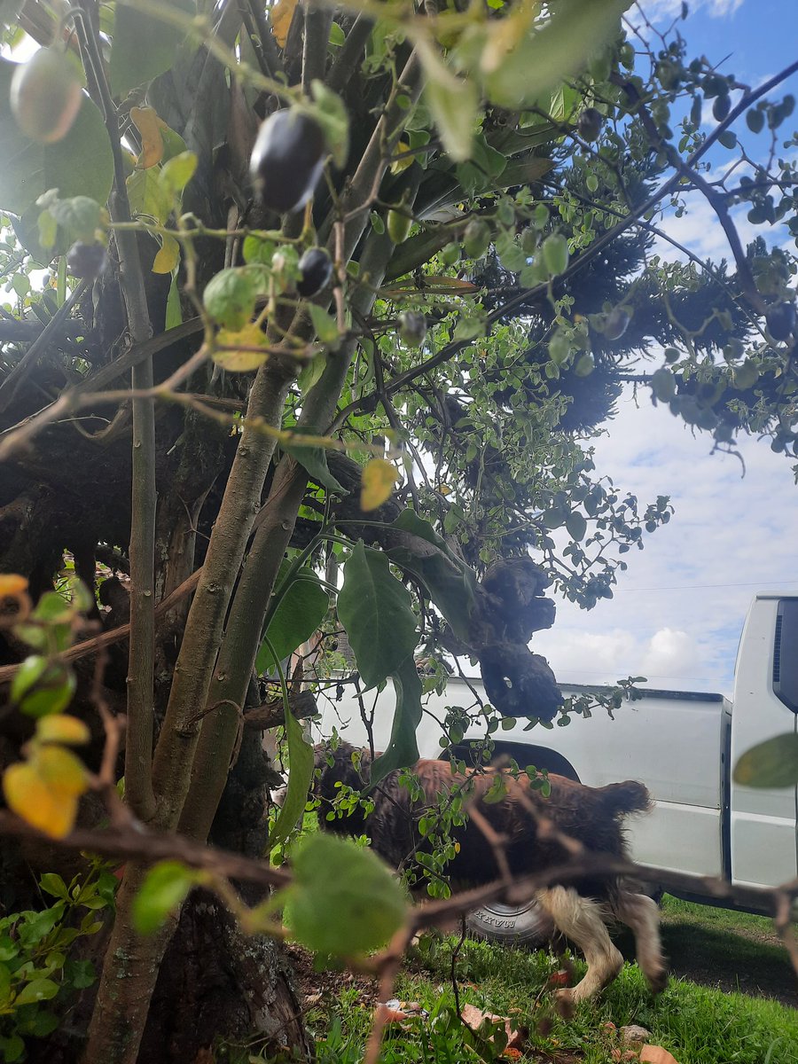 ConsuOrellanaP's tweet photo. En nuestra Cuenca de Los Andes, al fin pudimos cultivar el #Shulala, ojalá nunca desaparezcan estas plantas ancestrales 🙌.
Recuerdo de niñez... en vacaciones, buscando "shulalages" detrás de una Iglesia en una Comunidad Rural muy querida del Azuay ❤
#Sayausí https://t.co/nE46xtxwBM