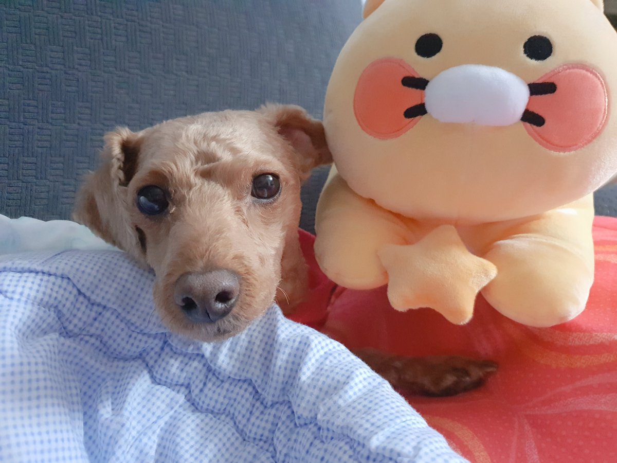 🍑수걍🍑 tweet media