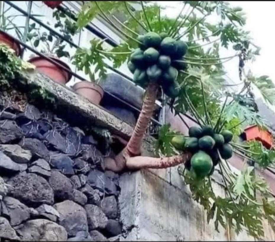 bkshan's tweet photo. #GameOfGrowth
Those who are weak say that they are not lucky.  Those who are determined, grow through tearing the stone. There is no favourable or unfavourable conditions for #Growth   #DeterminationMatters https://t.co/4Aq9aa120M