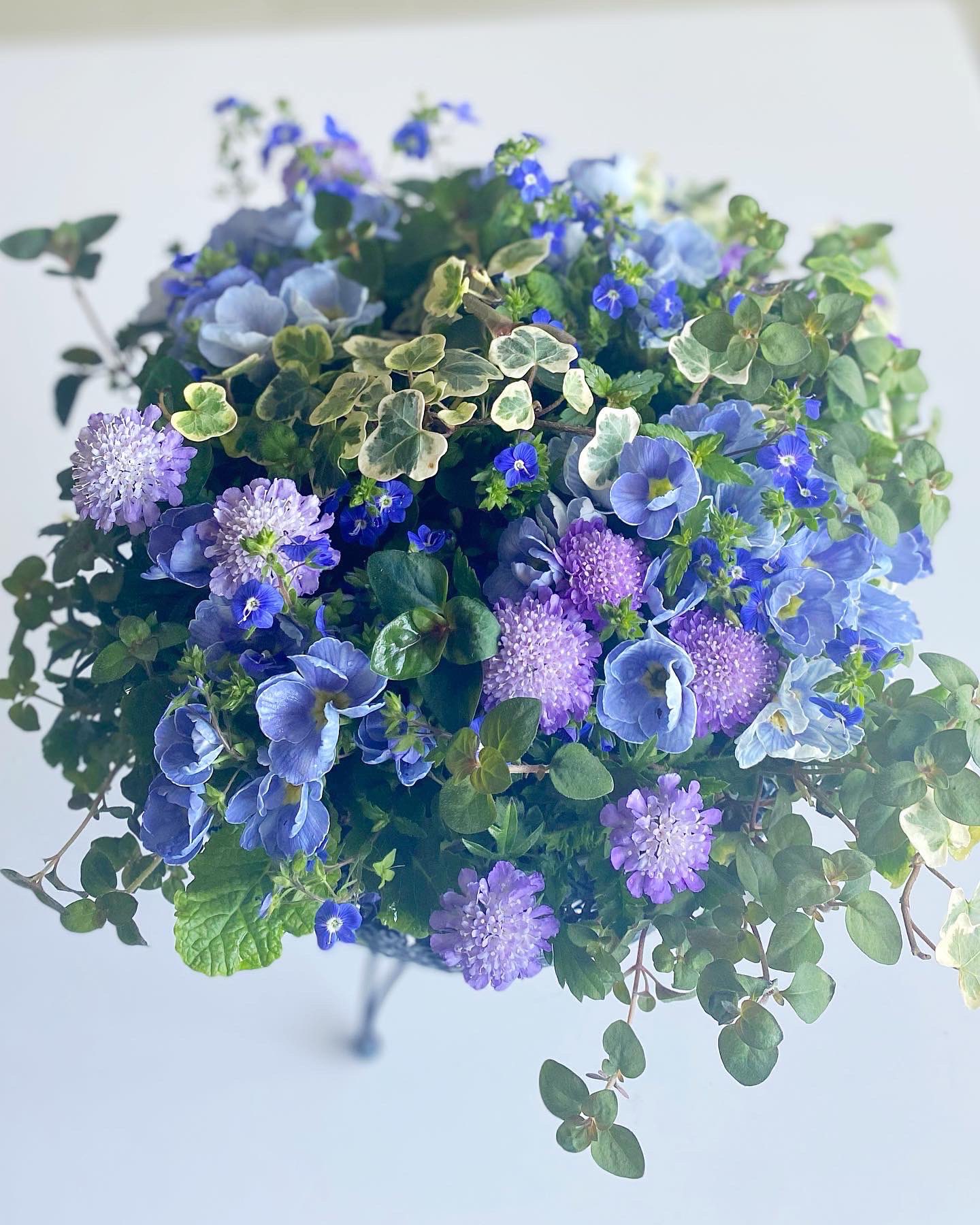 Hanamaisonfujiko こんもりとした青い森を作ってみました プリムラジュリアンとスカピオサ ベロニカが優しく咲いています 私は青い花が大好きです ギャザリング 寄せ植え 花 花束 園芸 ガーデニング スパイスメタルアイアンバスケット プランツ