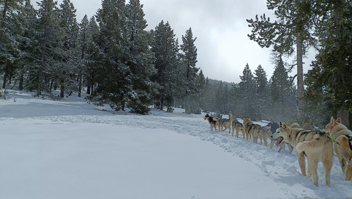 MonicaVisier's tweet photo. 🐺🛷❄️ #Trineus de #gossos.🤩 Experiència d lo més top!✨ #mushing #neu #tuixent #caudellops #Huskies @alturgelltur @TuixentLaVansa https://t.co/sVGZDPQedl