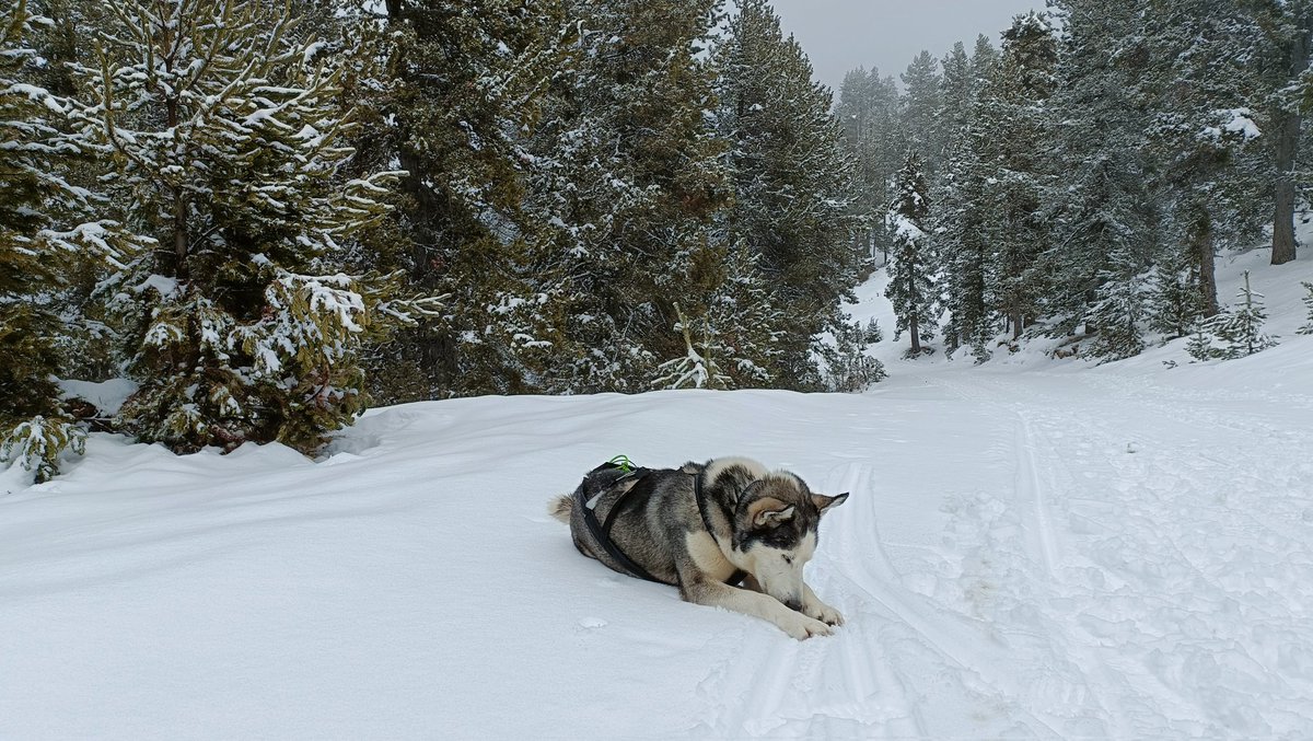 MonicaVisier's tweet photo. 🐺🛷❄️ #Trineus de #gossos.🤩 Experiència d lo més top!✨ #mushing #neu #tuixent #caudellops #Huskies @alturgelltur @TuixentLaVansa https://t.co/sVGZDPQedl