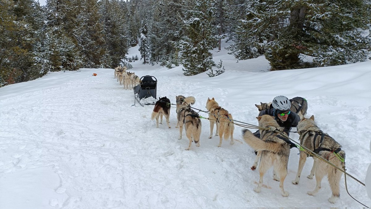 MonicaVisier's tweet photo. 🐺🛷❄️ #Trineus de #gossos.🤩 Experiència d lo més top!✨ #mushing #neu #tuixent #caudellops #Huskies @alturgelltur @TuixentLaVansa https://t.co/sVGZDPQedl