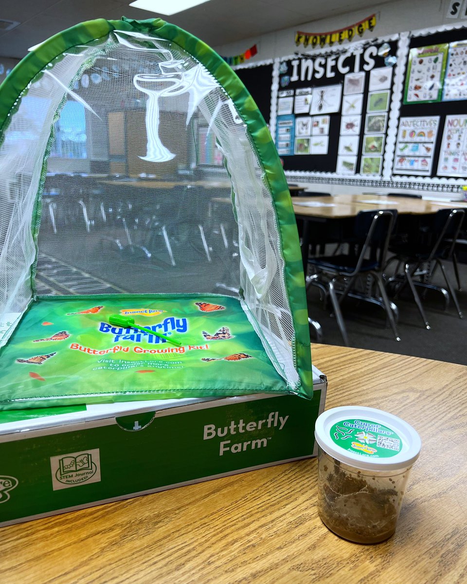 Meet our class pets! 5 🐛s!
This butterfly farm has been such an immersive STEM experience during our @Amplify CKLA Insects Science domain. 
We have been watching our caterpillars eat and grow! Soon we will have Painted Lady butterflies! 🦋@Amplify_ELA @RUSD_ILE #rusdlearns