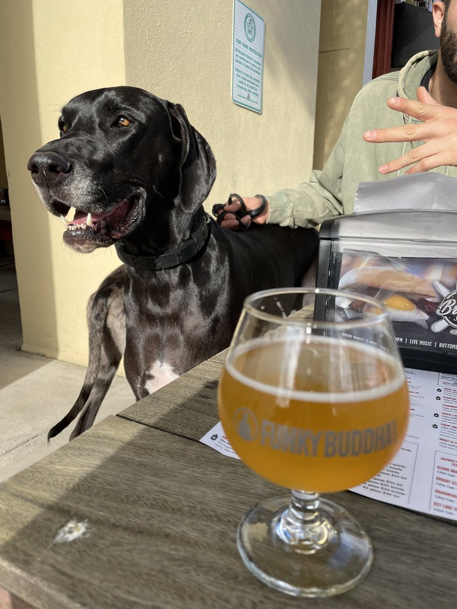 steph678901's tweet photo. Dogs and beer help keep the Sunday scaries away 🥰 https://t.co/UFF6fQDcjs