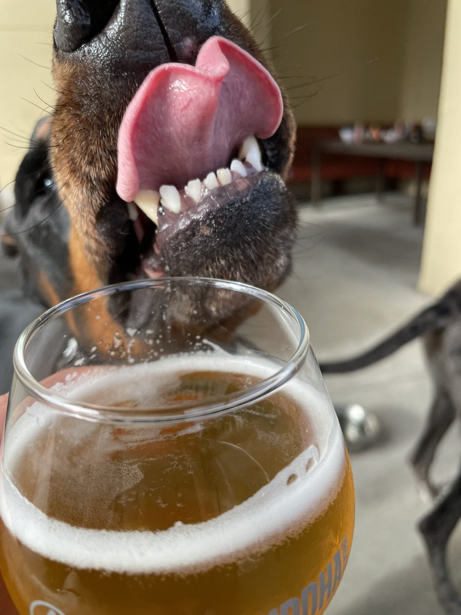 steph678901's tweet photo. Dogs and beer help keep the Sunday scaries away 🥰 https://t.co/UFF6fQDcjs