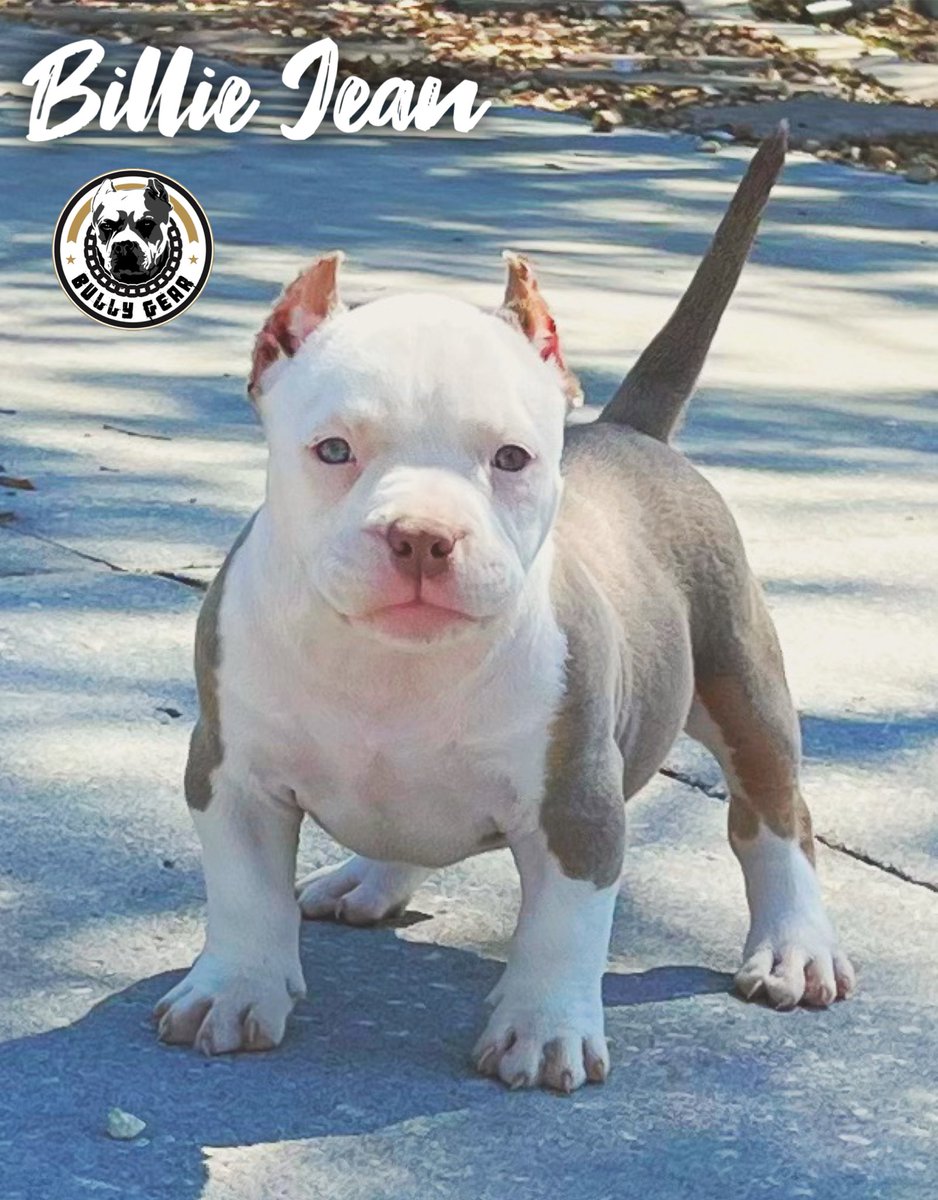 bullygearmedia's tweet photo. https://t.co/CXnZXA6BnN