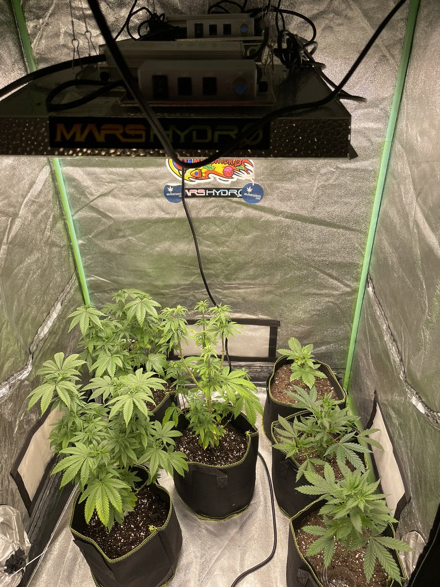Trimmed em up a little bit. Bag seeds on the left and purple gorilla x sour d and perfect ⭕️ on the right from @irvineseedco grown under 2 @MarsHydroLight ts1000’s..
#daamnnation #marshydro #ts1000 #growyourown       Amazon.com/marshydro